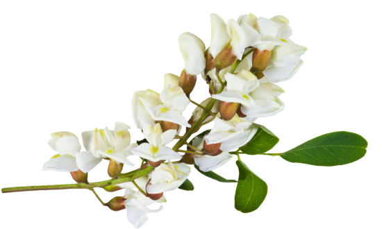 Acacia